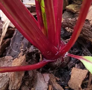 ARE BEETROOTS GOOD FOR DIABETICS TO EAT