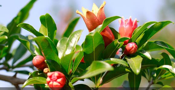 Is Pomegranate Good for Diabetes