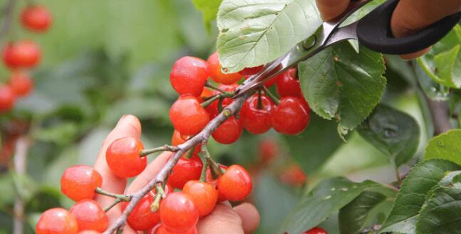 Can Diabetics Eat Cherries