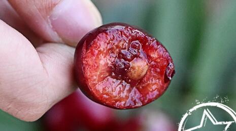 Nutrients in cherries