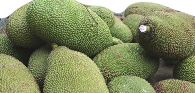 Can Diabetics Eat Jackfruit