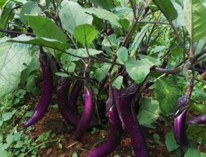 Is Eggplant Good for Diabetes