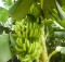 bananas on the tree