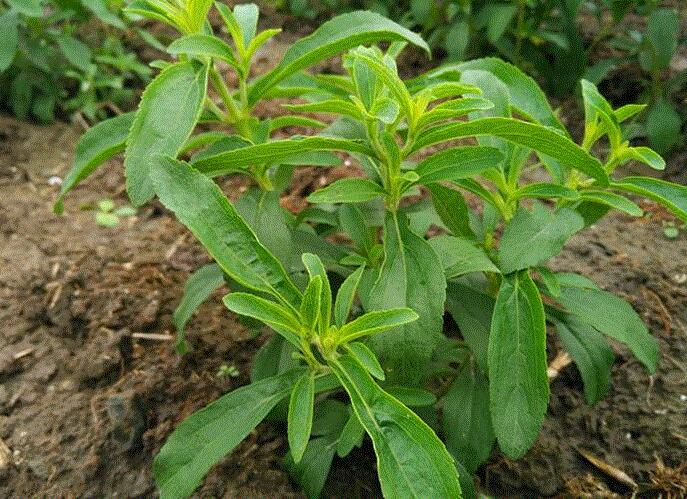 CAN DIABETICS HAVE STEVIA